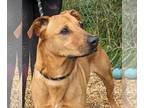 Black Mouth Cur Mix DOG FOR ADOPTION RGADN-1245948 - Harley - Black Mouth Cur /