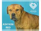 Mastiff Mix DOG FOR ADOPTION RGADN-1245951 - RED - Mastiff / Mixed (medium coat)