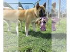 Akita DOG FOR ADOPTION RGADN-1245954 - Siracha - Akita (medium coat) Dog For