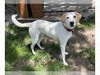 English Foxhound-Labrador Retriever Mix DOG FOR ADOPTION RGADN-1245957 - Cheeto