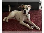 Boxer DOG FOR ADOPTION RGADN-1245960 - Jacinta - Boxer Dog For Adoption
