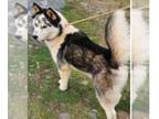 Mix DOG FOR ADOPTION RGADN-1245965 - Jigsaw - Husky (medium coat) Dog For