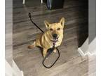 Red Heeler Mix DOG FOR ADOPTION RGADN-1245980 - Dolly Pawton - Red Heeler /