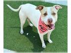 American Pit Bull Terrier Mix DOG FOR ADOPTION RGADN-1245992 - TRISTA - Pit Bull