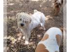 Bichon Frise Mix DOG FOR ADOPTION RGADN-1246000 - CORBIN - Bichon Frise / West