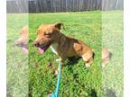 American Staffordshire Terrier-Pembroke Welsh Corgi Mix DOG FOR ADOPTION