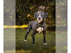 Lab-Pointer DOG FOR ADOPTION RGADN-1246016 - JR BENNETT - Labrador Retriever /