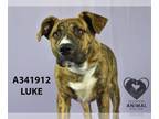 American Pit Bull Terrier-Black Mouth Cur Mix DOG FOR ADOPTION RGADN-1246021 -
