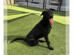 Shepradors DOG FOR ADOPTION RGADN-1246023 - *BLOSSOM - Labrador Retriever /
