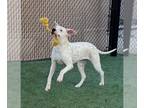 Dogo Argentino DOG FOR ADOPTION RGADN-1246024 - *EVITA - Dogo Argentino (medium