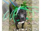 American Pit Bull Terrier DOG FOR ADOPTION RGADN-1246029 - Oscar - American Pit