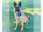 German Shepherd Dog DOG FOR ADOPTION RGADN-1246041 - MILO - German Shepherd Dog