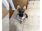 German Shepherd Dog Mix DOG FOR ADOPTION RGADN-1246046 - Cheyenne - German