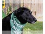 Border Collie Mix DOG FOR ADOPTION RGADN-1246055 - Kipper - Black Labrador