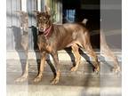 Doberman Pinscher DOG FOR ADOPTION RGADN-1246061 - Max - Doberman Pinscher