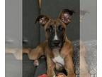 Boxer Mix DOG FOR ADOPTION RGADN-1246074 - Ranch - Boxer / Mixed Dog For