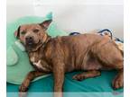 American Pit Bull Terrier Mix DOG FOR ADOPTION RGADN-1246097 - Silver - American
