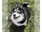 Huskies -Pomeranian Mix DOG FOR ADOPTION RGADN-1246100 - Juno - Pomeranian /
