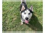 Siberian Husky Mix DOG FOR ADOPTION RGADN-1246106 - KEVIN - Siberian Husky /