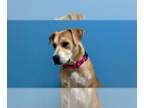 Black Mouth Cur Mix DOG FOR ADOPTION RGADN-1246113 - Dixie - Black Mouth Cur /