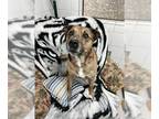 American Pit Bull Terrier Mix DOG FOR ADOPTION RGADN-1246117 - SAMUEL - Pit Bull