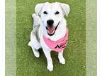 Labrador Retriever-Siberian Husky Mix DOG FOR ADOPTION RGADN-1246131 - SPICE -