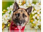 German Shepherd Dog-Huskies Mix DOG FOR ADOPTION RGADN-1246136 - *SYD - Husky /