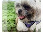 Shih Tzu DOG FOR ADOPTION RGADN-1246139 - Wally - Shih Tzu (medium coat) Dog For