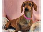 Dachshund DOG FOR ADOPTION RGADN-1246142 - Frankie - Dachshund (short coat) Dog