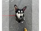 Siberian Husky Mix DOG FOR ADOPTION RGADN-1246146 - ROBERTA - Siberian Husky /
