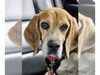Beagle DOG FOR ADOPTION RGADN-1246148 - Captain III - Beagle Dog For Adoption