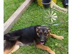 German Shepherd Dog Mix DOG FOR ADOPTION RGADN-1246173 - Timber-4months-Neuter