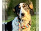 Border Collie-Dachshund Mix DOG FOR ADOPTION RGADN-1246176 - Rocco - Dachshund /