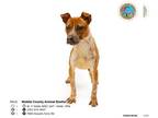 English Coonhound-Rat Terrier Mix DOG FOR ADOPTION RGADN-1246179 - BLOSSOM - Rat