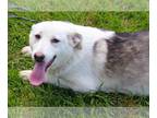 German Shepherd Dog-Siberian Husky Mix DOG FOR ADOPTION RGADN-1246188 -