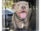 American Staffordshire Terrier DOG FOR ADOPTION RGADN-1246193 - Whiskey