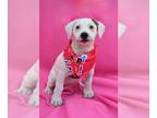 American Pit Bull Terrier-Shih Tzu Mix DOG FOR ADOPTION RGADN-1246199 - Pecan -