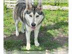 Alaskan Malamute DOG FOR ADOPTION RGADN-1246203 - TUNDRA - Alaskan Malamute