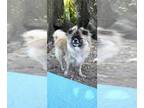 Pominese DOG FOR ADOPTION RGADN-1246210 - Princess Gia - Pekingese / Pomeranian