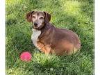 Dachshund DOG FOR ADOPTION RGADN-1246219 - Albert3 - Dachshund (short coat) Dog