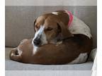 Beagle-Treeing Walker Coonhound Mix DOG FOR ADOPTION RGADN-1246222 - Sallie -