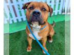 Bullmastiff Mix DOG FOR ADOPTION RGADN-1246227 - CHEF - Bullmastiff / Mixed