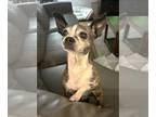 Boston Huahua DOG FOR ADOPTION RGADN-1246243 - ELLIE - Boston Terrier /