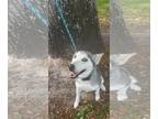 Mix DOG FOR ADOPTION RGADN-1246244 - Chloey - Husky (medium coat) Dog For