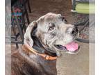 Great Dane DOG FOR ADOPTION RGADN-1246246 - Duke - Great Dane Dog For Adoption