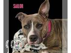 American Staffordshire Terrier DOG FOR ADOPTION RGADN-1246248 - Sailor -