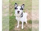 Siberian Husky Mix DOG FOR ADOPTION RGADN-1246254 - COCO - Siberian Husky /