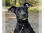 Mountain Cur Mix DOG FOR ADOPTION RGADN-1246267 - 240326 Indigo - Mountain Cur /