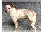 Australian Cattle Dog DOG FOR ADOPTION RGADN-1246272 - LEA - Queensland Heeler