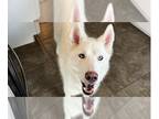 Mix DOG FOR ADOPTION RGADN-1246277 - Teea - Husky Dog For Adoption